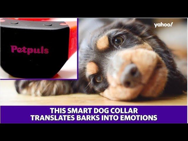 AI pet collar emotion recognition - This AI-powered dog collar can detect emotions and let pet owners ...
